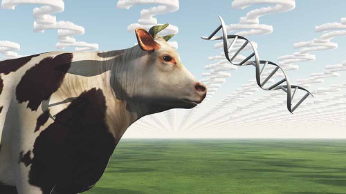 Cattle and DNA