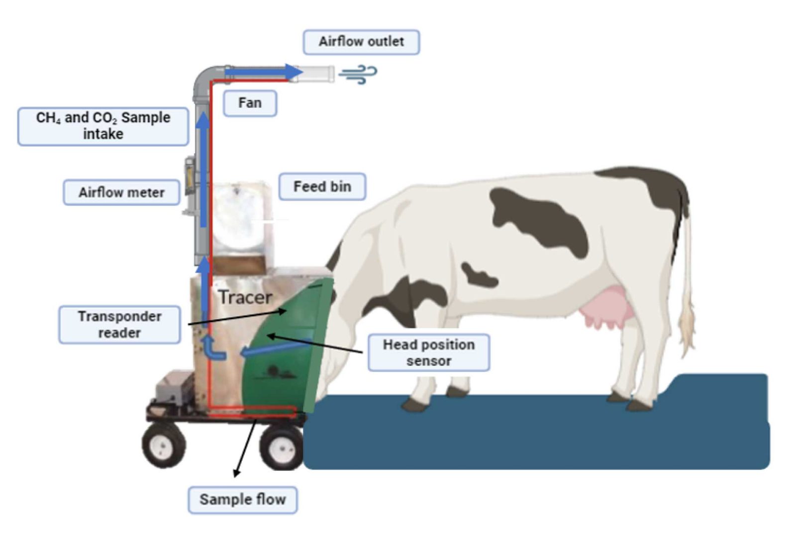 Cow using GreenFeed system